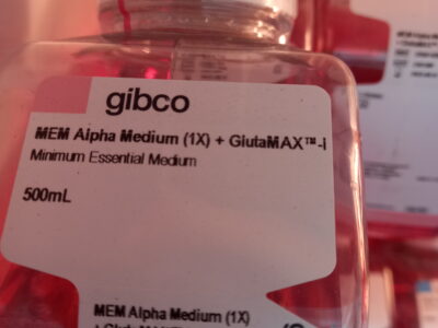 MEM alpha medium + GlutaMAX