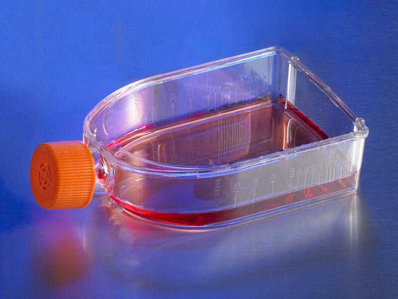 Feeding Cells