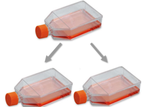 Splitting Cells