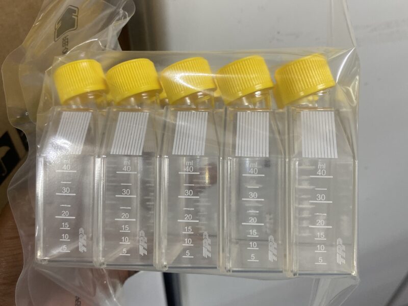 T25 flasks