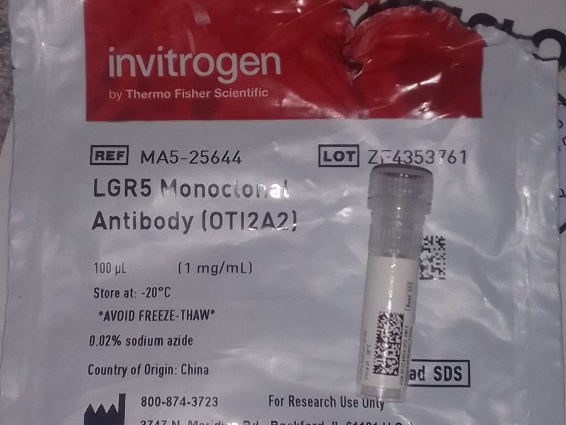 LGR5 Antibody