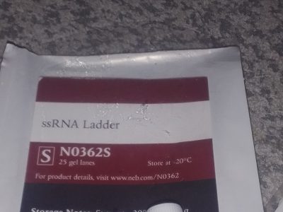 ssRNA Ladder