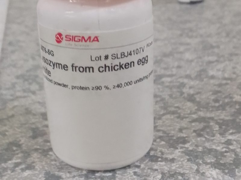 Lysozyme from chicken egg